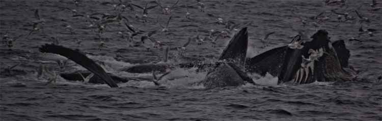whale pod